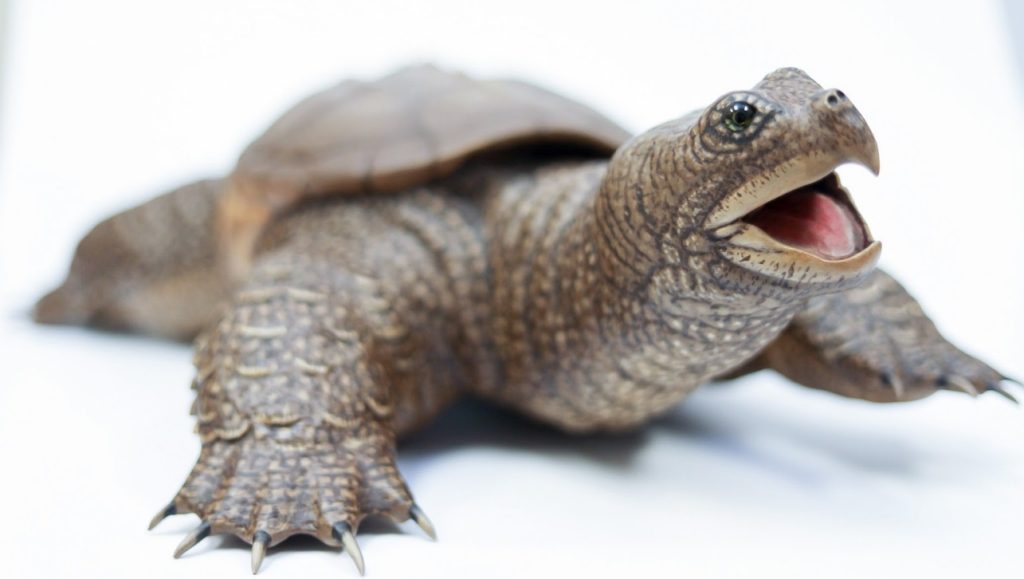 Snapping Turtle